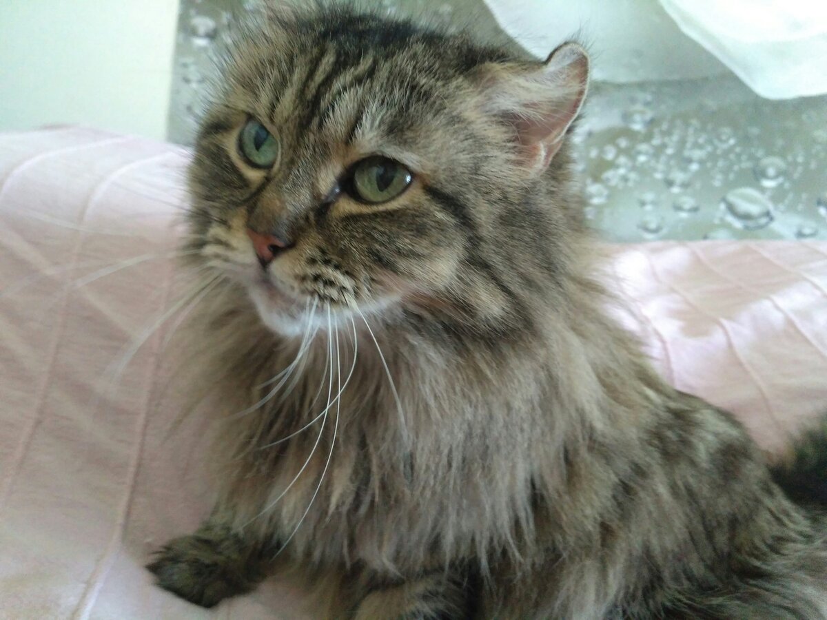 Анфиса I, императрица Всея квартиры