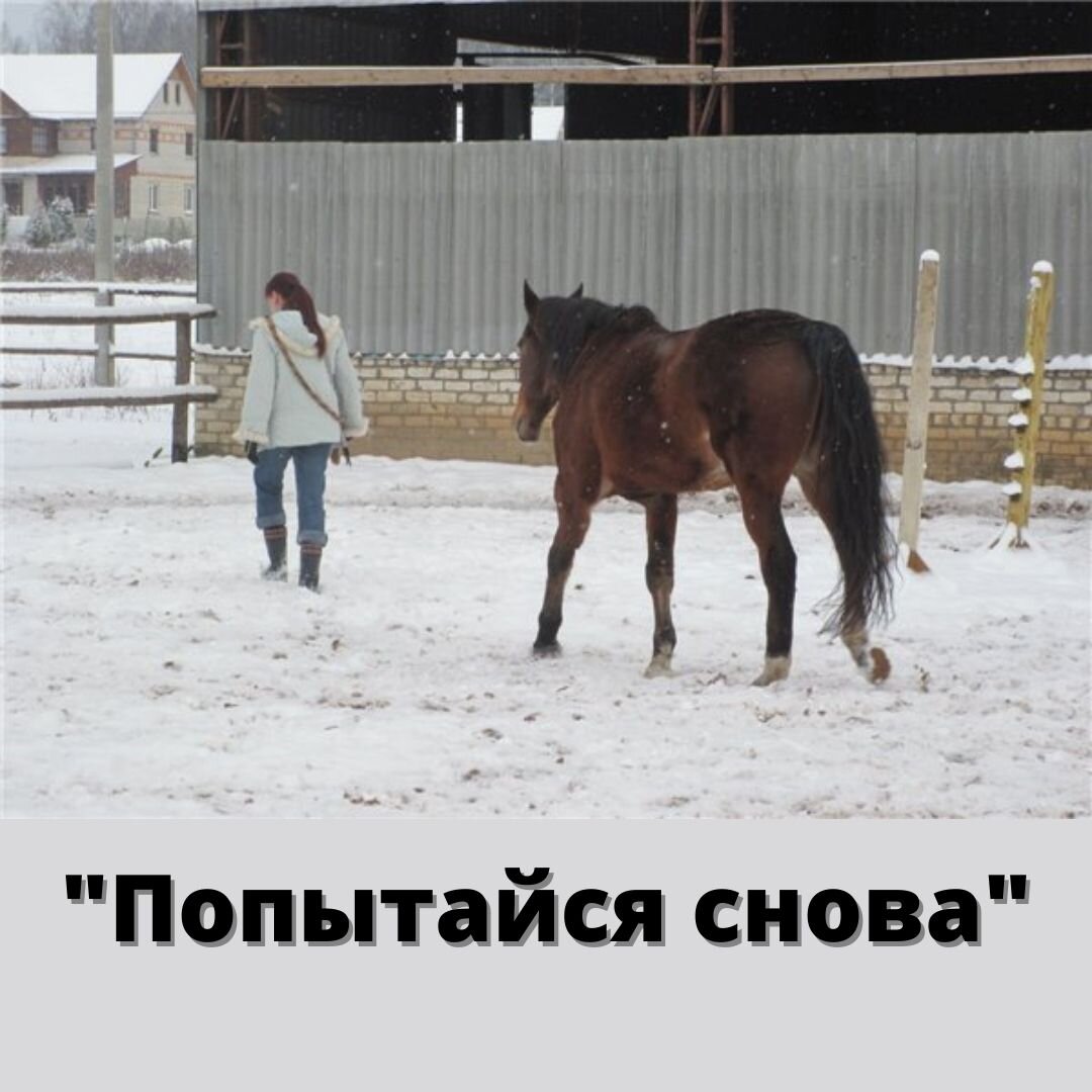 На фото: лошадь Гонг и Екатерина Кастрицкая, зоопсихолог, кинолог