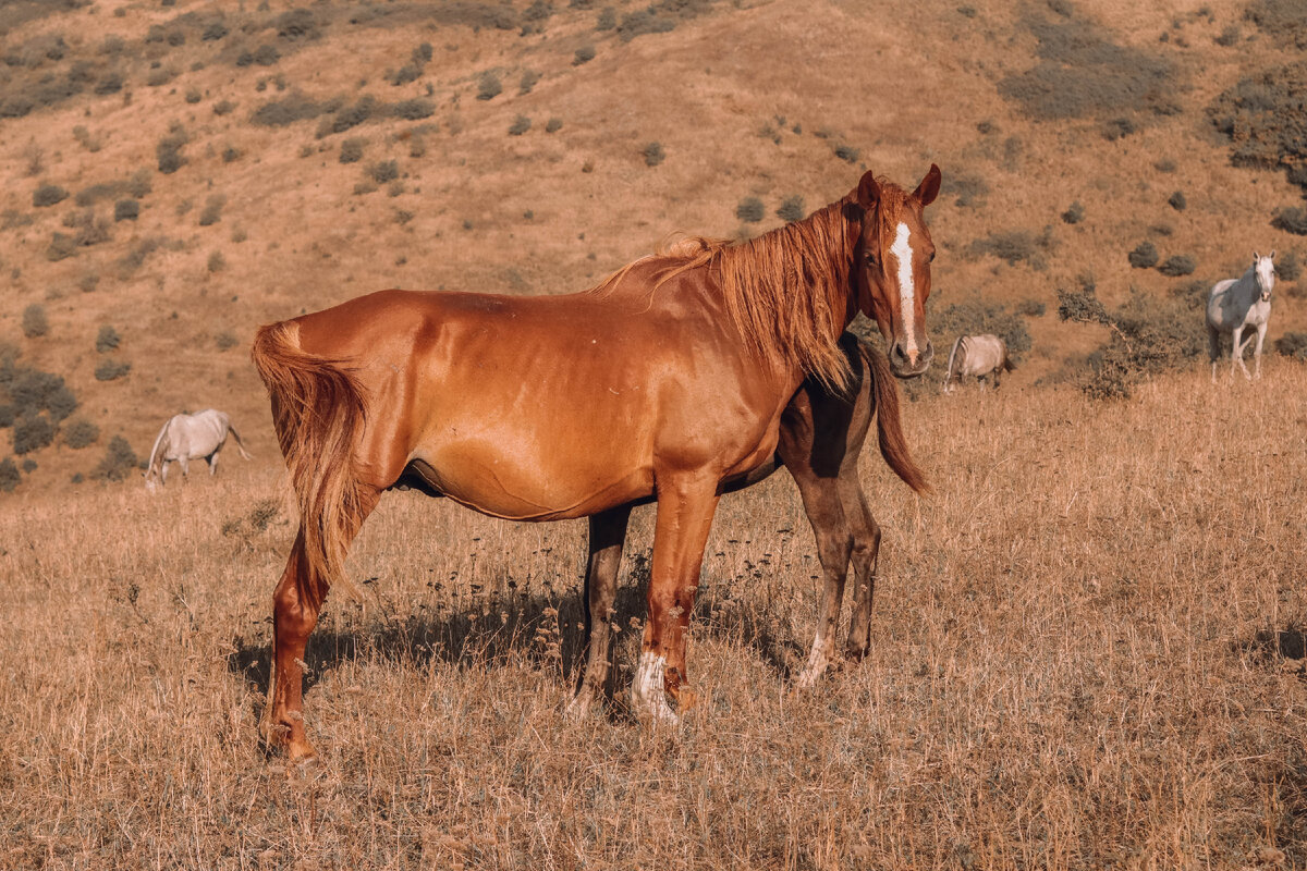 Лошадь может стать жеребой и раньше, ведь способность к оплодотворению наступает еще в 1,5 года, но на ее здоровье это скажется отрицательно. 
