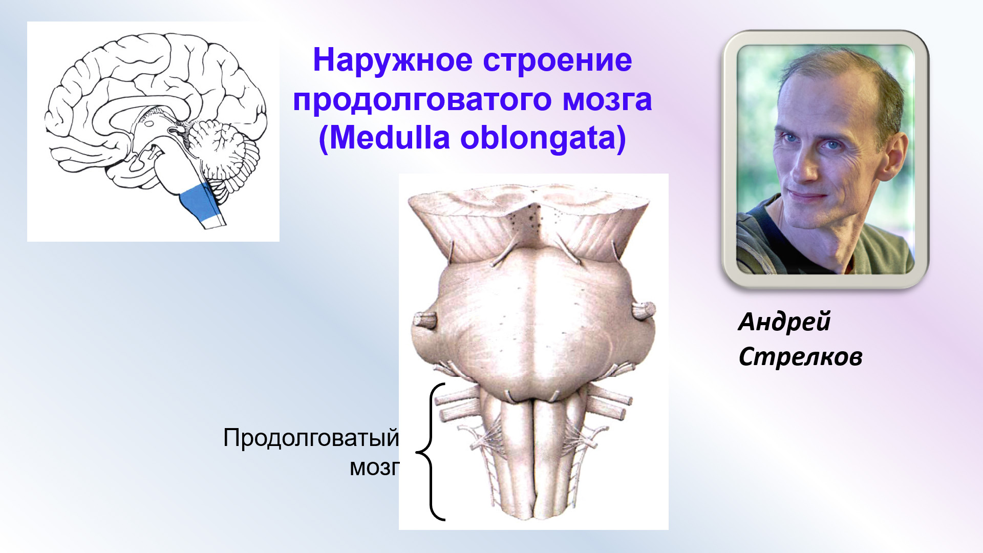 Капилляр щитовидной железы продолговатый мозг. Ядро оливы продолговатого мозга. Продолговатый мозг строение. Продолговатый мозг анатомия строение. Внутреннее строение продолговатого мозга.