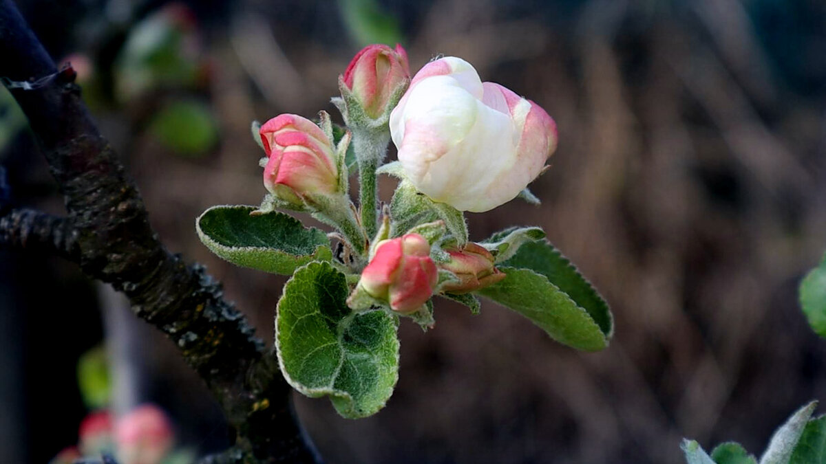 Как избавиться от пня и поросли на участке | Дачный агроном | Дзен