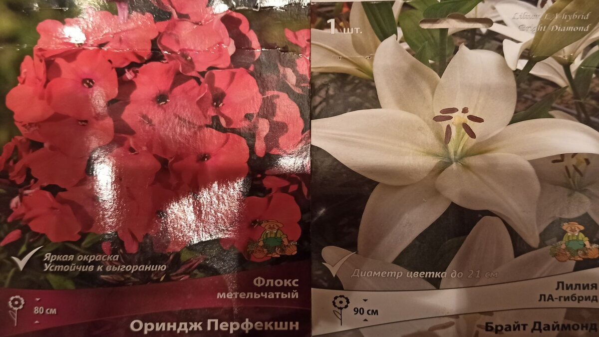 Мимо такого флокса я не смогла пройти мимо. Ну и лилию заодно😂😂😂