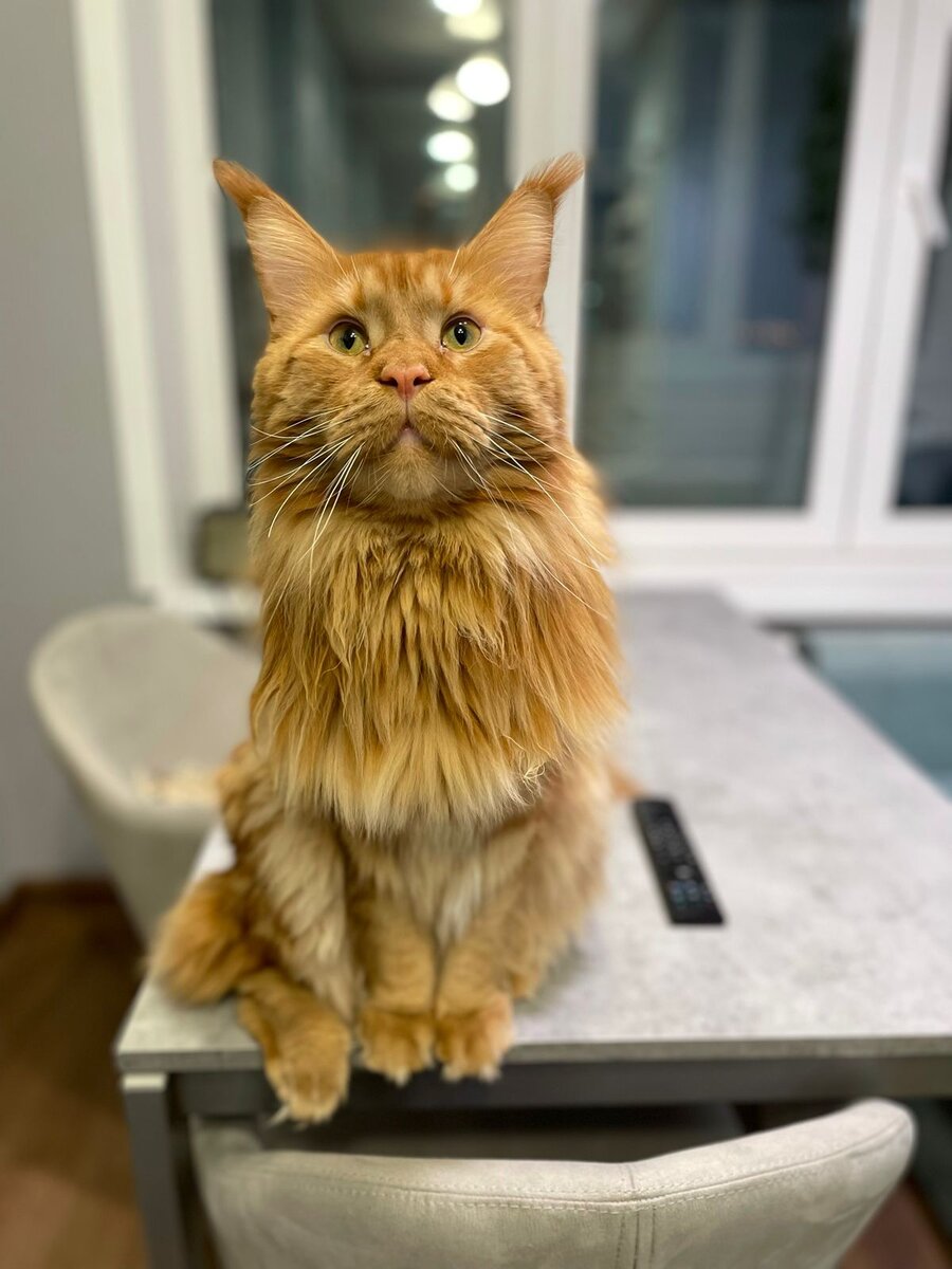 Мейн-кун Бося, 1,5 года