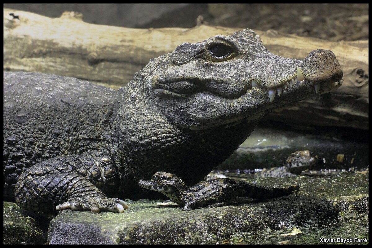 Тупорылый крокодил. Тупорылый крокодил / Osteolaemus tetraspis. Dwarf Crocodile. Тупорылый крокодил крокодил. Dwarf крокодил