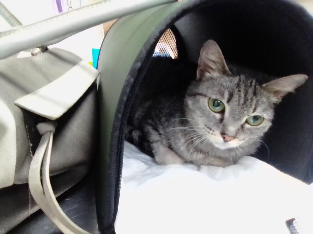 Шурочка на приеме в ветклинике