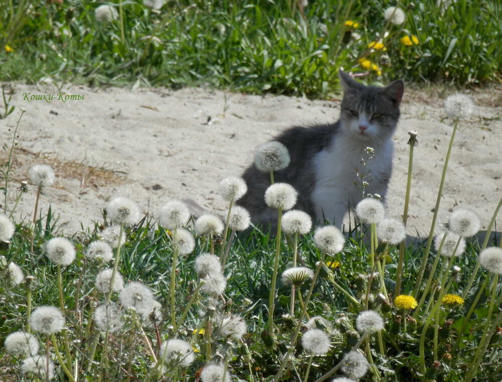 Коты как цветы. 