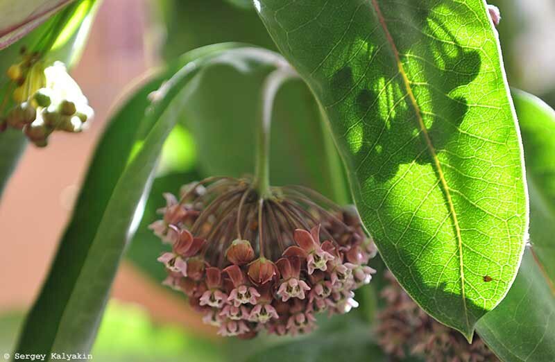 Ваточник сирийский