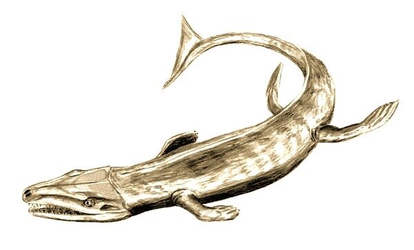 Метриоринхиды (Metriorhynchidae) – морские крокодилы с рыбьими хвостами