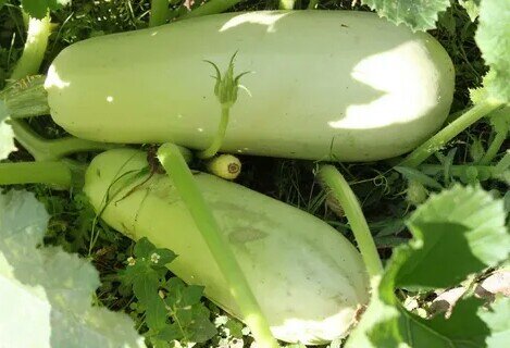 Зреет кабачок