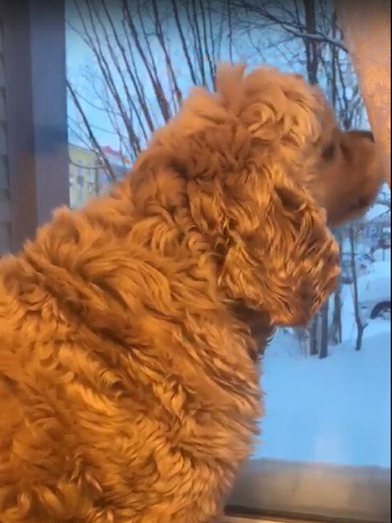     Фото: vk.com Губкинский.Ком — события и новости 24 часа/Олег Тиора