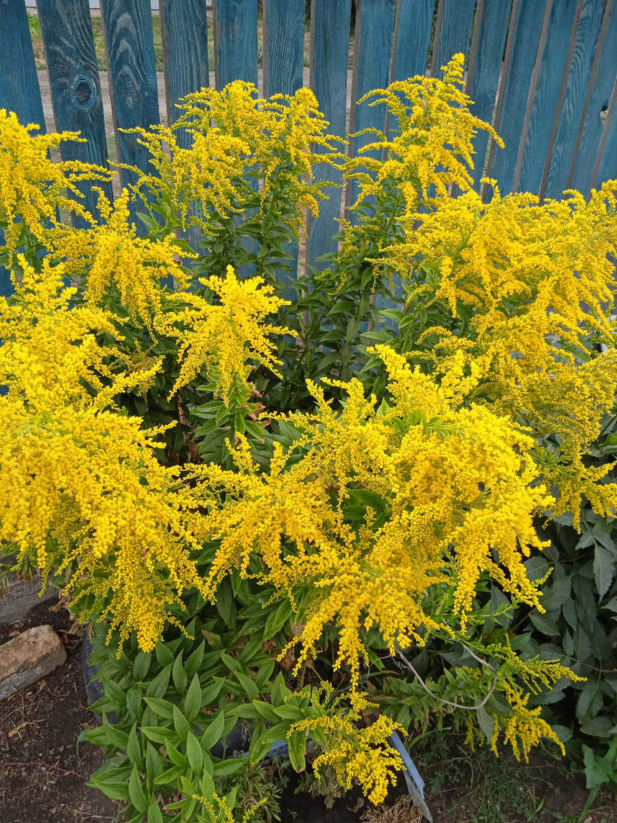 Фото автора. 