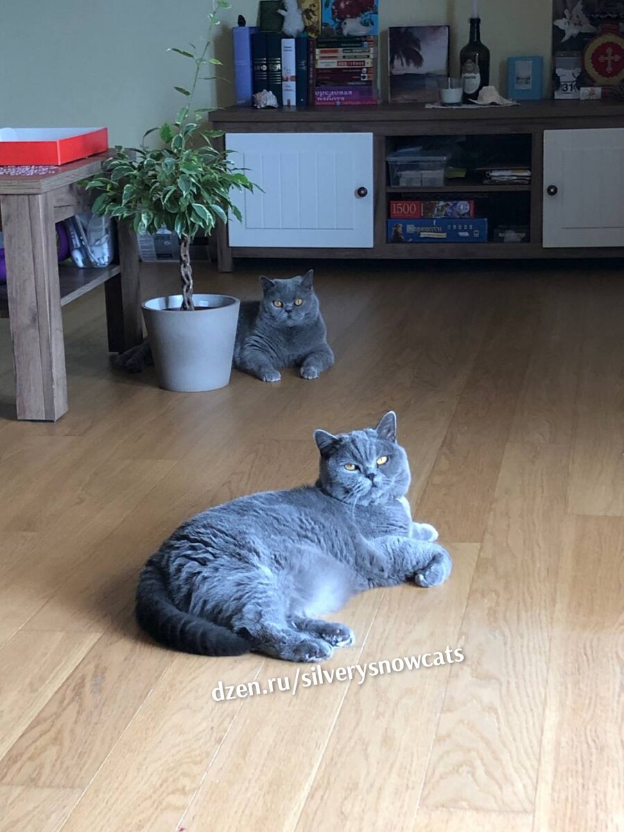 Британские кошки из питомника британских кошек Silvery Snow 