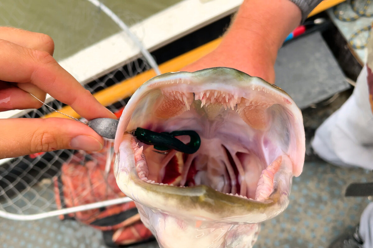 груз 20 граммов при глубине 3 метра на слабом течении - приманка "в шахте"