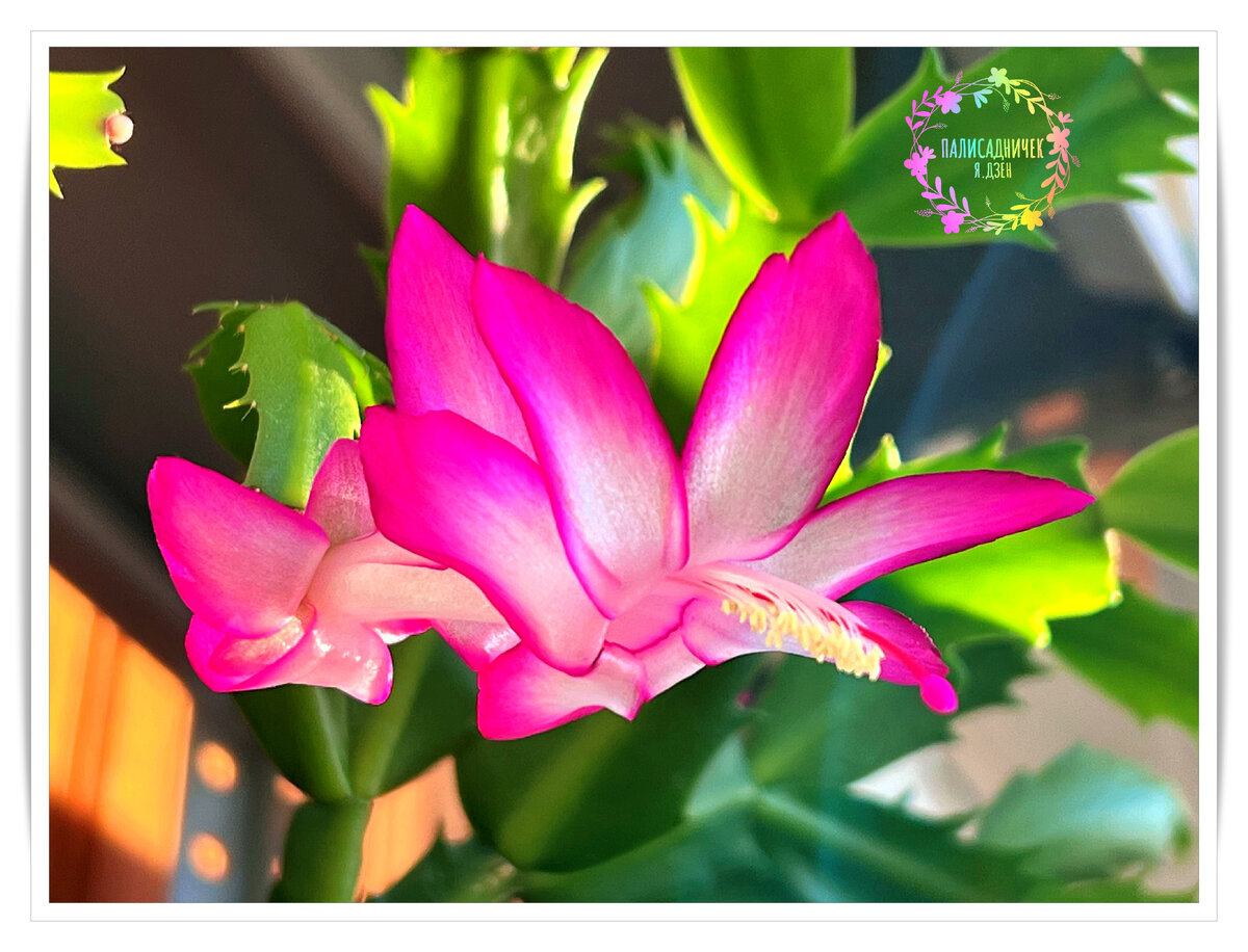 Немаленькие такие цветочки 🌺 Листайте, пожалуйста ⏩⏩