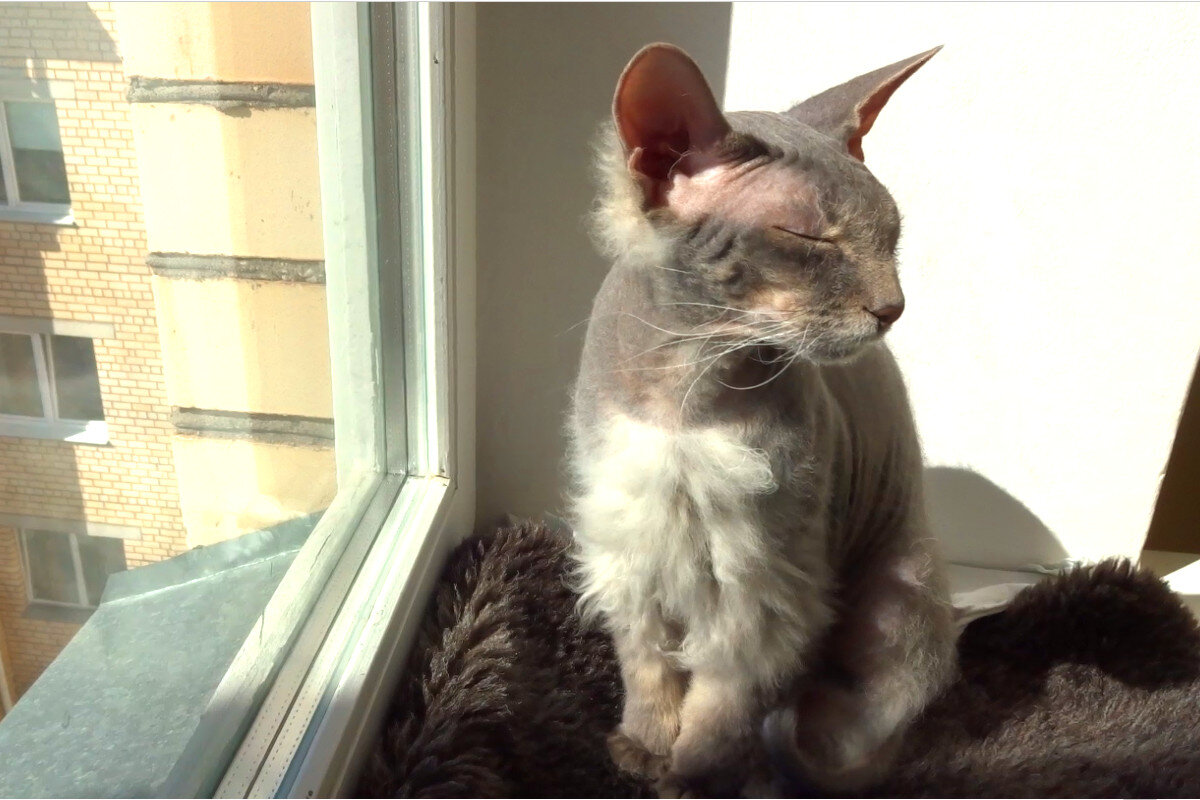 Песня-рецепт «Мой любимый салат». Я помню, как всё начиналось. Важные дела