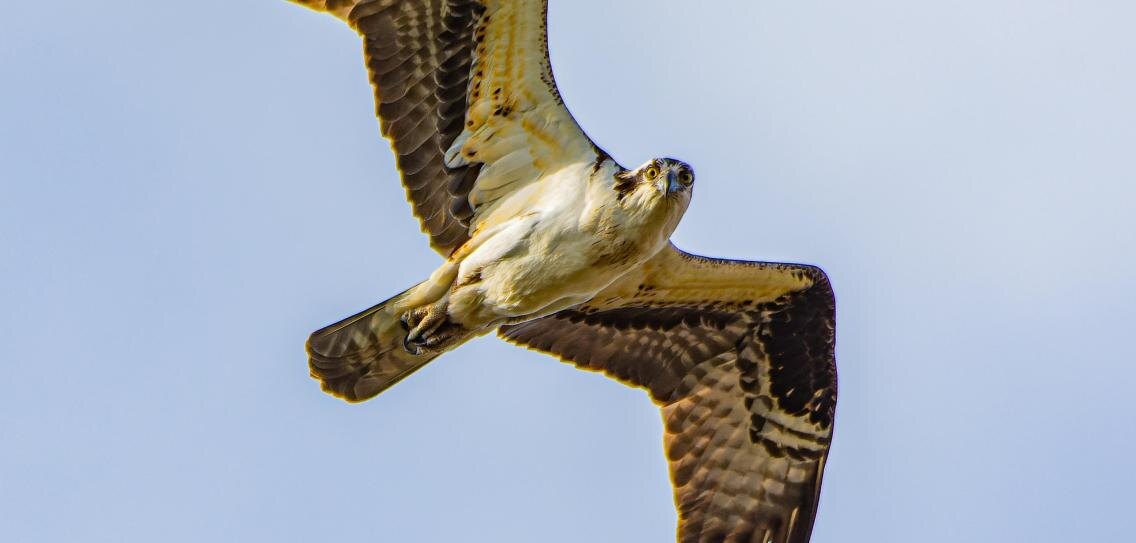 Скопа способна нырнуть за выцеленой рыбой на глубину до двух метров