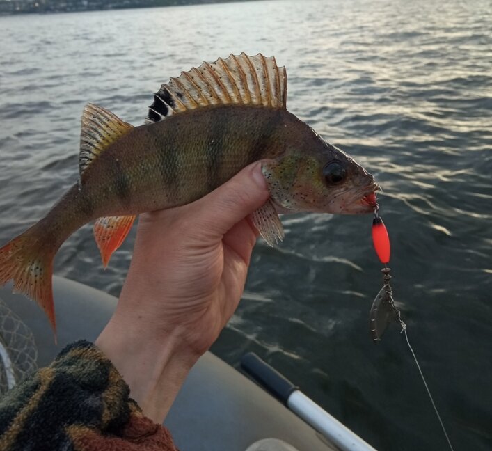 На что ловить морского окуня