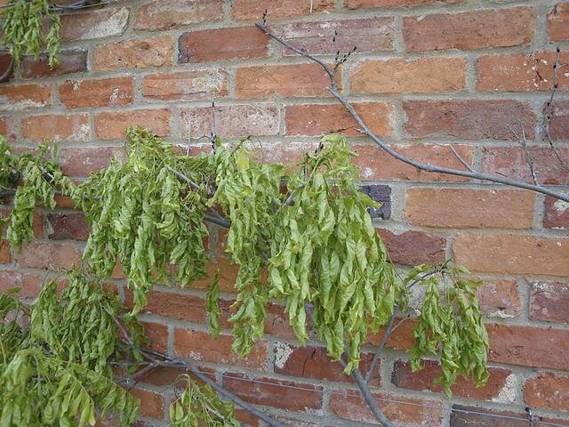 Лиана может оставаться без цветов не один год