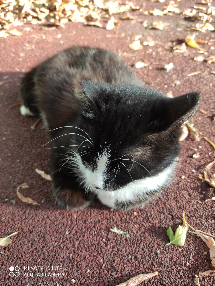 А сколько с каждой стороны бровей? 