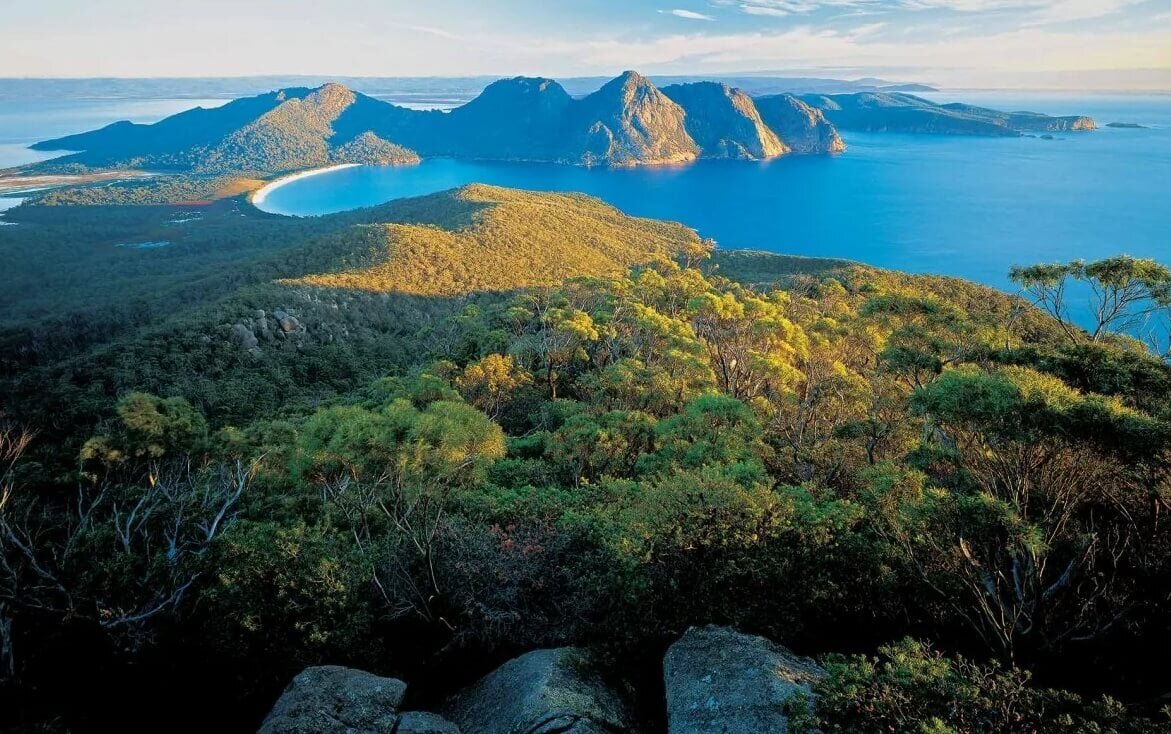    Новый вид пауков был найден на острове Тасмания