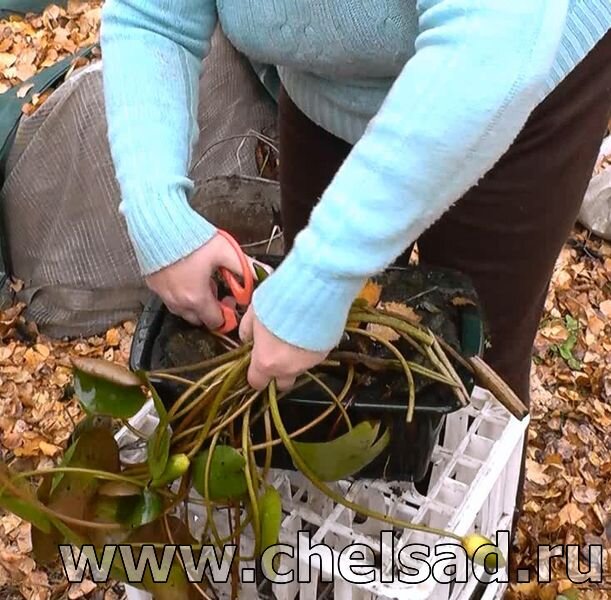 Обрезаем у Кувшиноквсе стебли и бутоны кроме самых маленьких листьев 