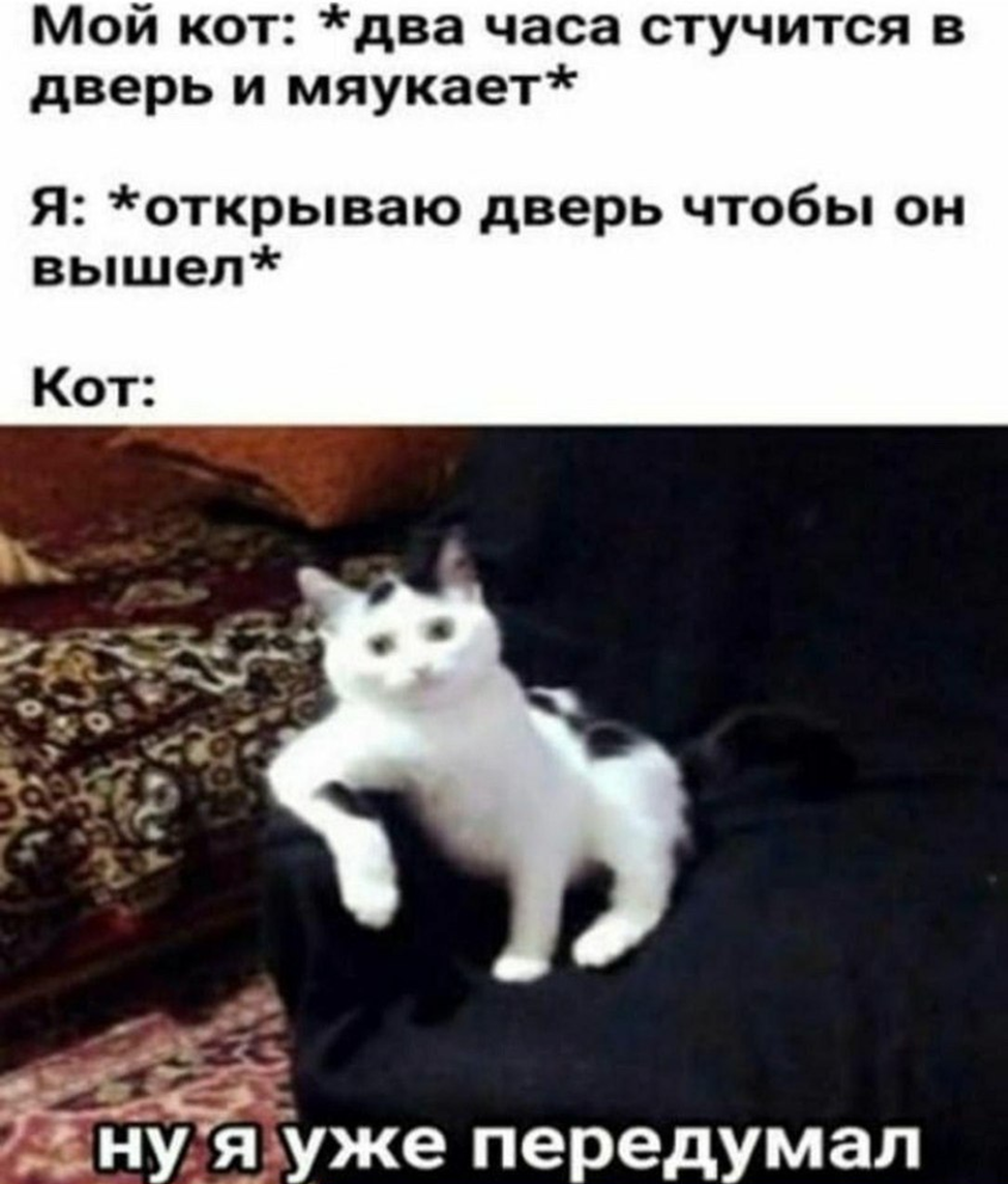 Кот передумал выходить. Кот и дверь Мем. Котик мяукает Мем. Мем коты выходят.