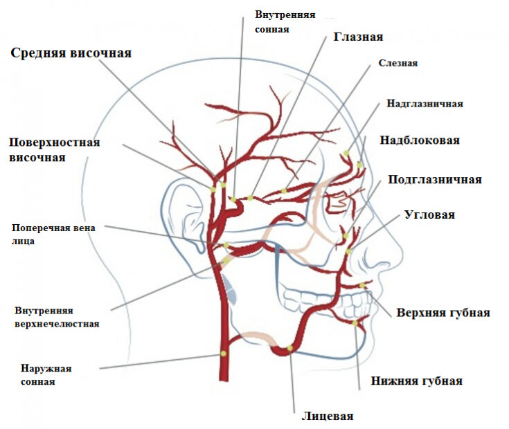 Отверстие нижней вены. Наружная Сонная артерия анатомия ветви. Внутренняя Сонная артерия анатомия ветви. Наружная Сонная артерия анатомия ветви схема. Анатомия сонных артерий схема.