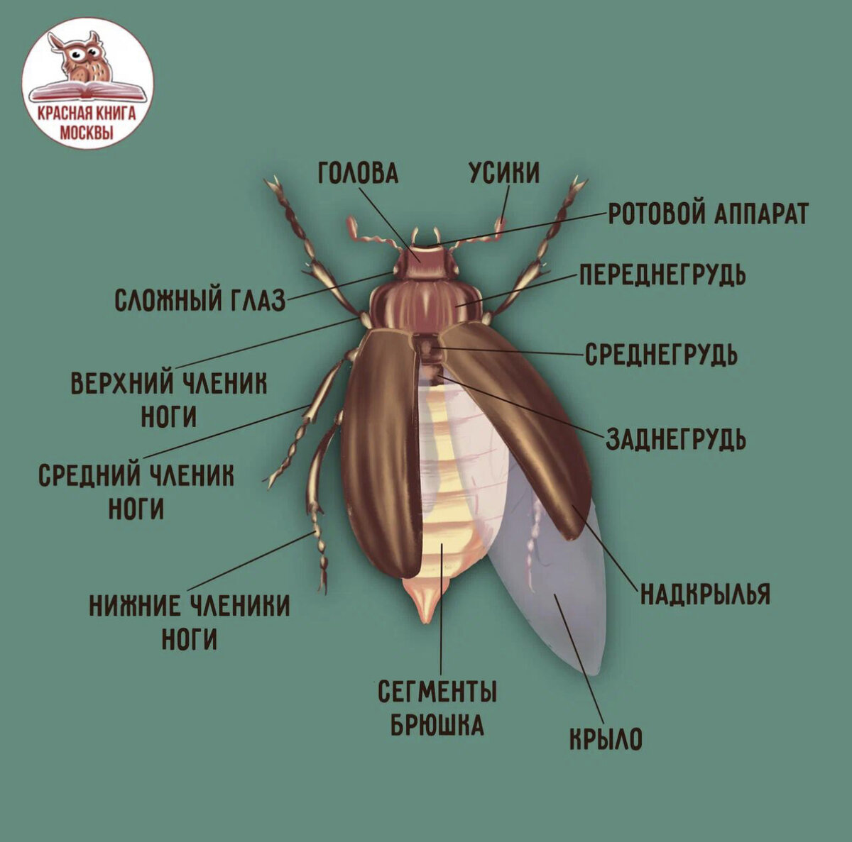 Строение жука и интересные факты | Дневник эколога: про природу, животных,  экомероприятия, парки | Дзен