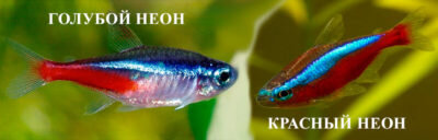 Главным отличием голубого неона от красного является полоска красного цвета.