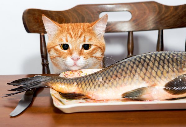 Можно ли давать кошке рыбу? | cat`street | Дзен