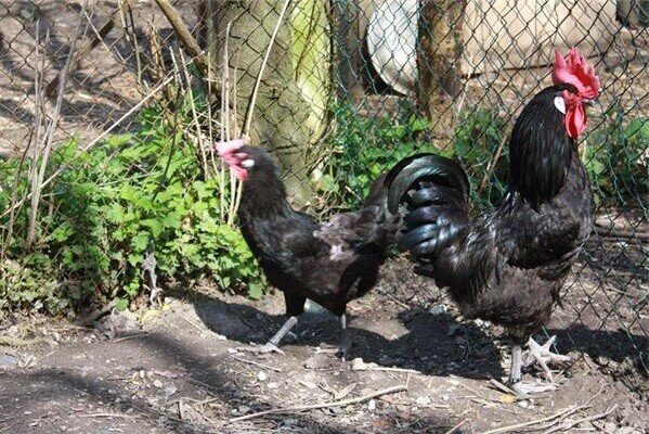 Куры Барбезье: описание породы, фото, отзывы, характеристика – полная информация