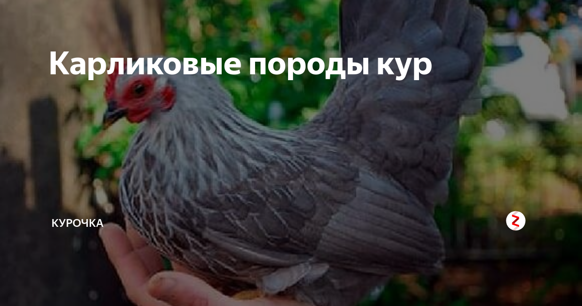 Карликовые породы кур с фотографиями и названиями Маленькие петухи фото