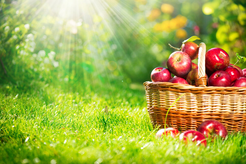 Когда лучше сажать яблоню: сроки и особенности посадки