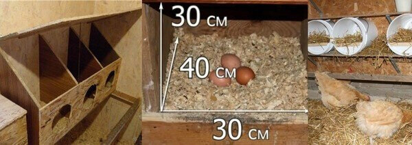 Гнезда для кур: размеры, требования и изготовление своими руками