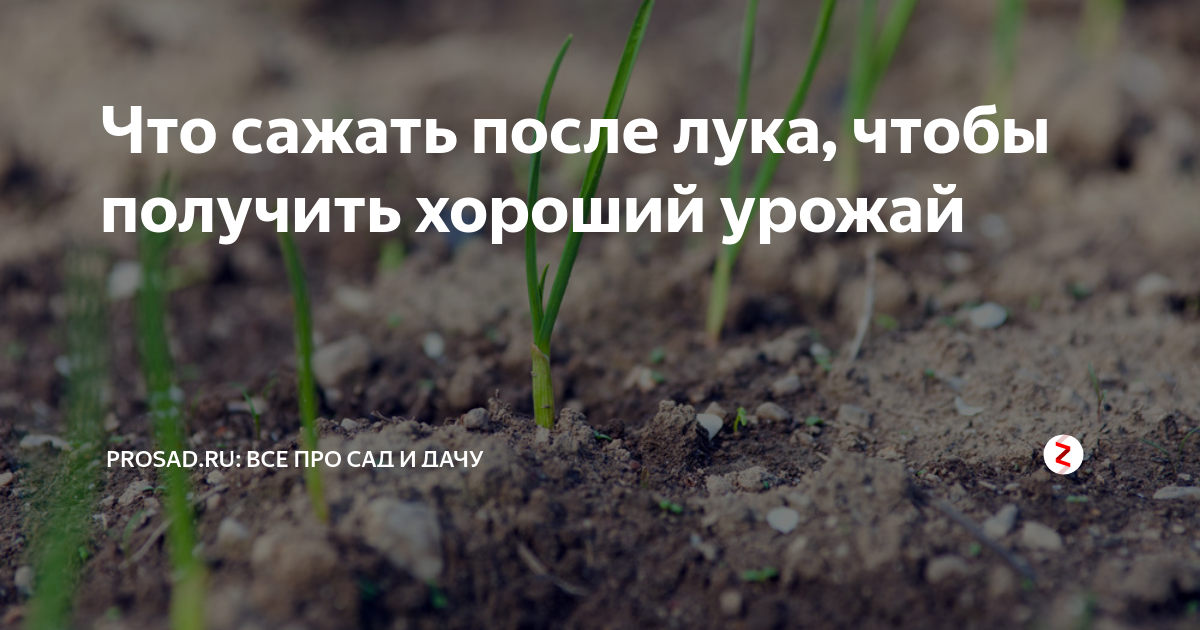 После чего сажать лук на репку. После чего посадить лук. После чего сажать лук.