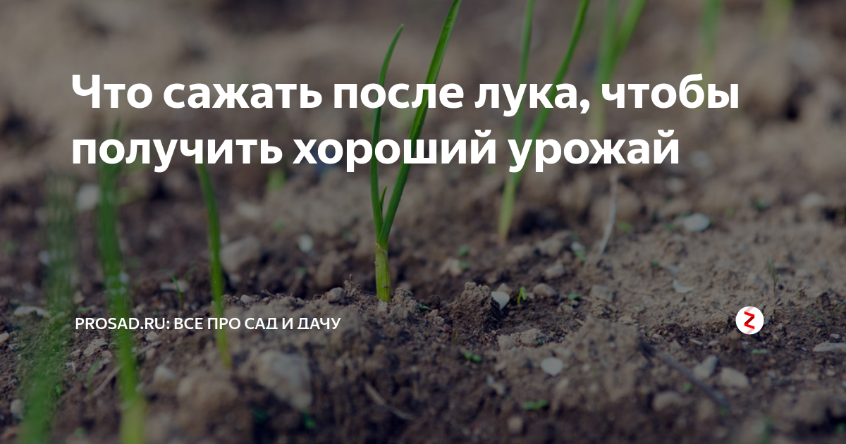 Можно ли сеять после пасхи. После чего посадить лук. После чего сажать лук.