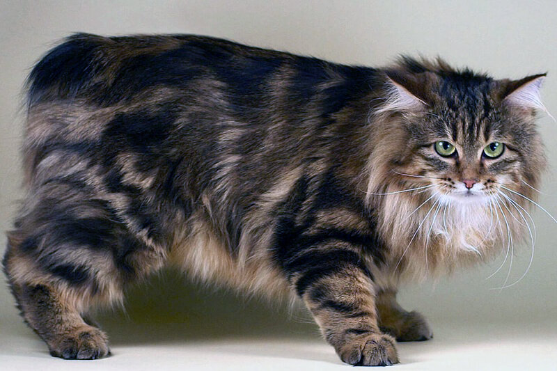 Фото хитрых и ловких котов