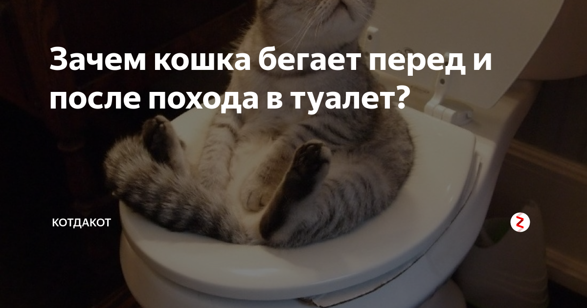 Котенок мяукает туалет. Кот после туалета. Кот после туалета бегает. Почему коты бесятся после туалета. Почему коты бегают после туалета.