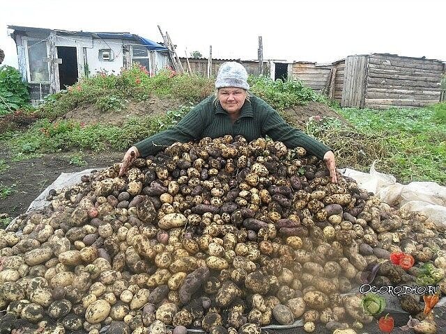  
Хотите получать урожай картофеля в 1,5 раза больше обычного? 
Тогда пожертвуйте для предпосадочной обработки клубней 1 кг чеснока. 
