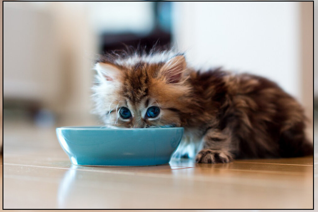 Как правильно кормить взрослую кошку, что-бы не попрошайничала. Правила  питания. | Котопёс | Дзен