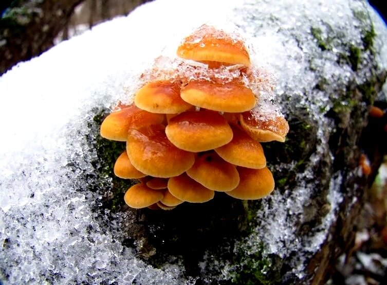 Зимний опенок