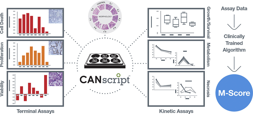  
CANscript — это новый уникальный онкотест, предназначенный со 100% достоверностью прогнозировать реакцию организма на лечение онкологического заболевания. Этот новый геномный тест позволяет предсказать наиболее точные результаты на каждый тип терапии персонально для пациента и подобрать самый эффективный протокол лечения, на основании индивидуальных молекулярных характеристик опухоли. Другими словами, тест помогает определить, какое лечение будет эффективным, еще до того, как пациент его начнет.