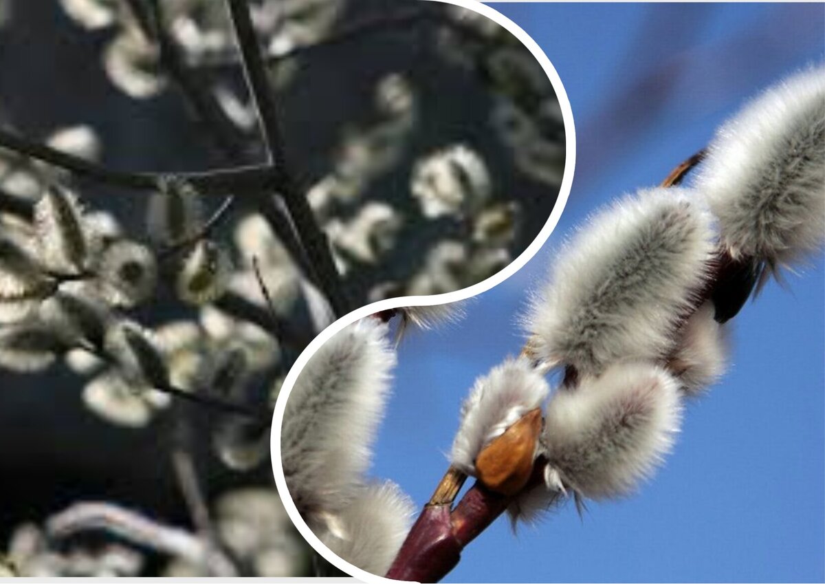 В детстве мы играли, отщипывая почки с веточки и представляя, что это пушистые цыплята. Что-то в них эдакое – мимишное.