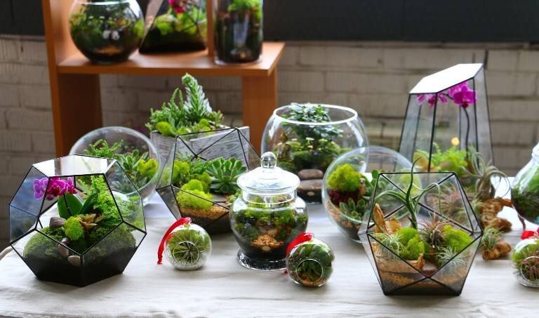 растения в стеклянных сосудах