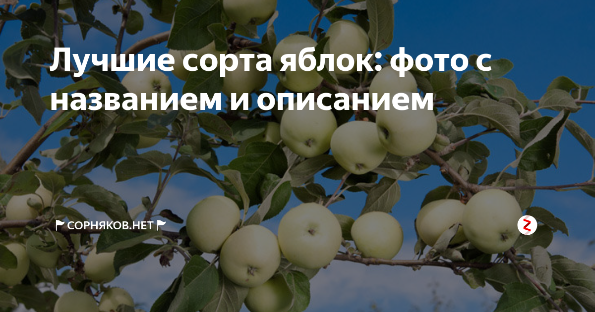 Сорта яблонь для оренбургской области название и фото