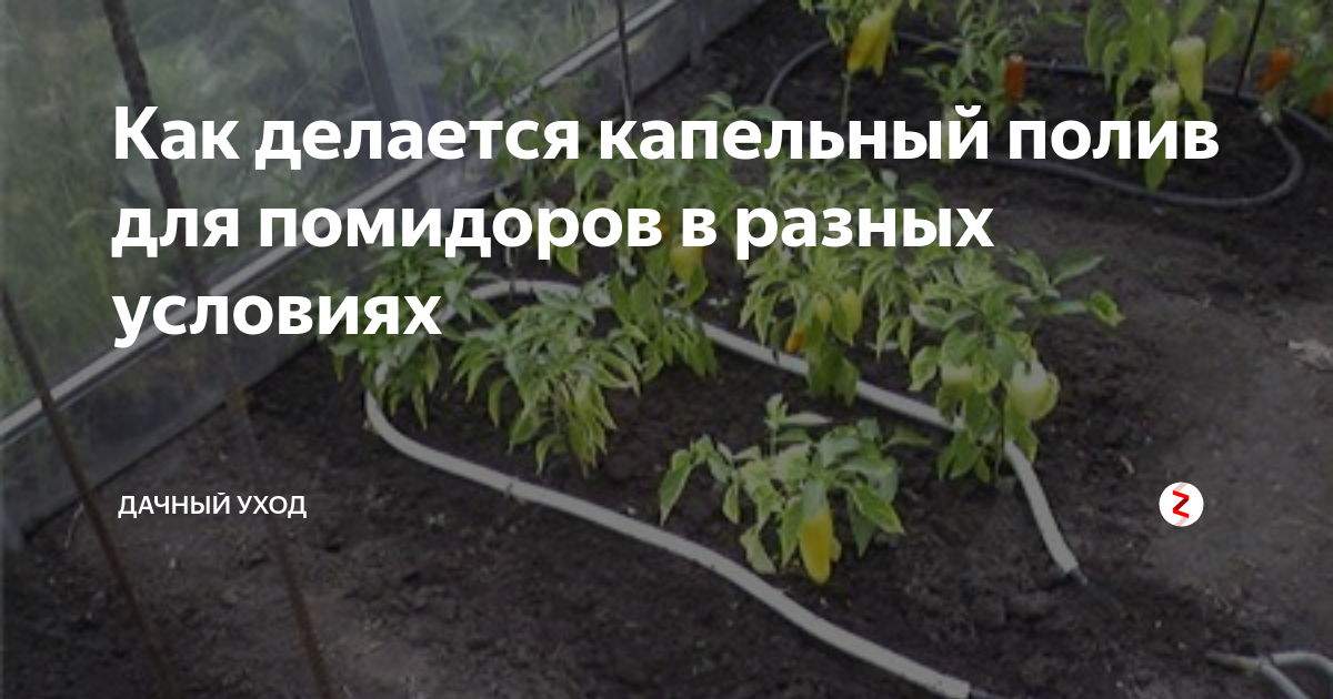 Как делается капельный полив для помидоров в разных условиях | Дачный ...