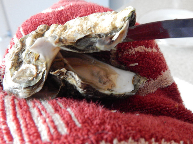      Regina39s oysters