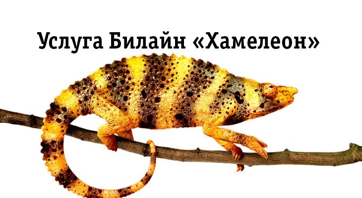 "Хамелеон" от Билайна - то ещё удовольствие...