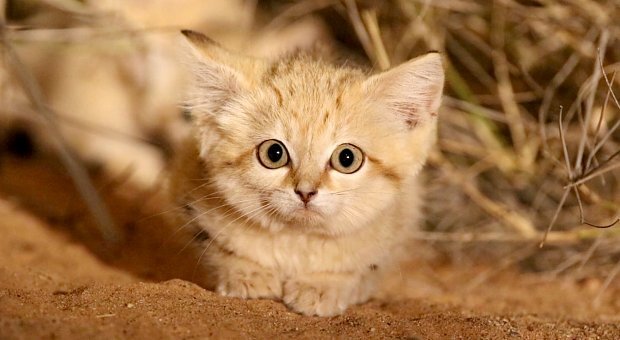   Сегодня мы расскажем вам о кошках, которые выбрали для себя одну из самых суровых экосистем на нашей планете - кошках пустыни.