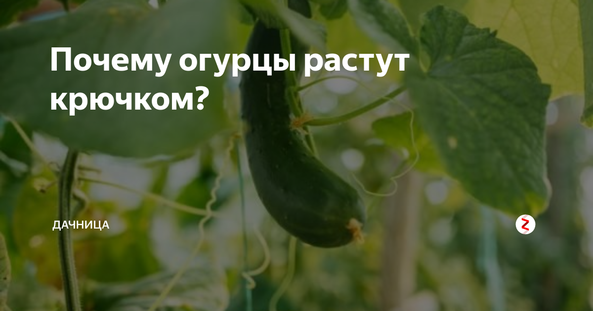 Огурцы растут крючком. Почему огурцы растут крючком. Огурцы растут кривыми. Кривые огурцы в теплице.